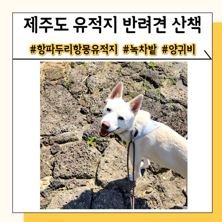 제주도 유적지 강아지 동반 여행 중 산책하기 좋은 곳 제주도 유적지 강아지 동반 여행 중 산책하기 좋은 곳