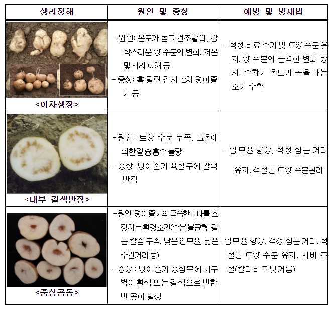 고랭지 여름 감자 관리는 이렇게_농촌진흥청 고랭지 여름 감자 관리는 이렇게_농촌진흥청