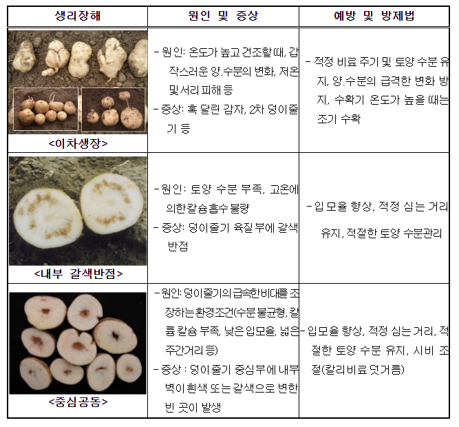 고랭지 여름 감자 관리는 이렇게_농촌진흥청