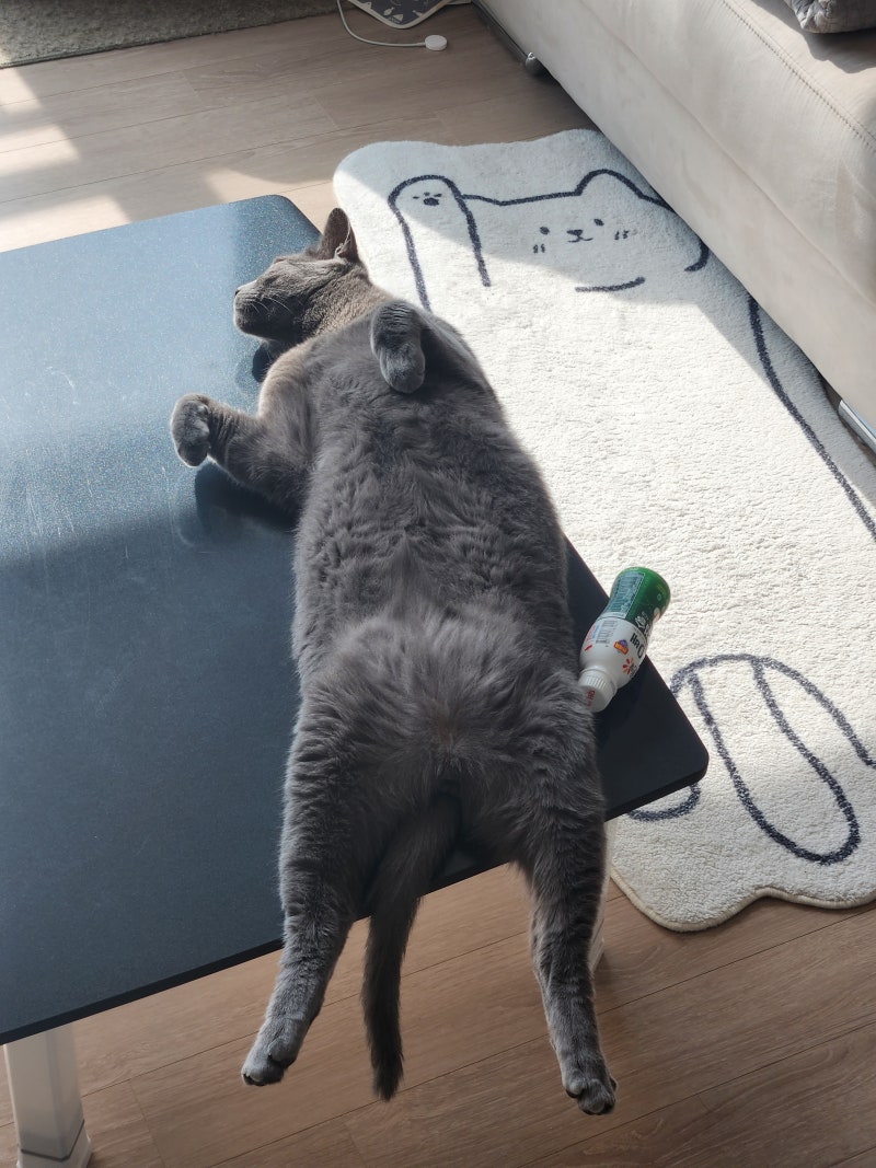 2023년 7월 첫째 주 주간 기록/ 머리에 쥐가 나면 고양이가 답이다 : 네이버 블로그, image size:800x1067