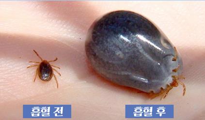 "귀여워서 만졌다가 감염"…백신·치료제 없고 치명률 높은 SFTS 유의해야 "귀여워서 만졌다가 감염"…백신·치료제 없고 치명률 높은 SFTS 유의해야