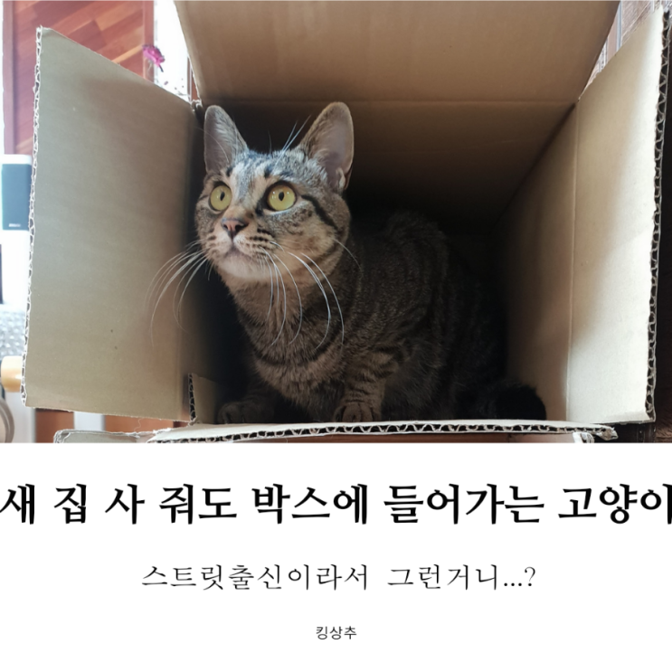 고양이가 박스에 들어가요 고양이 박스 좋아하는 이유