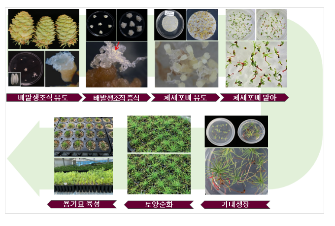 낙엽송 조직배양묘의 원활한 생산을 위한 인공종자배 조기 공급