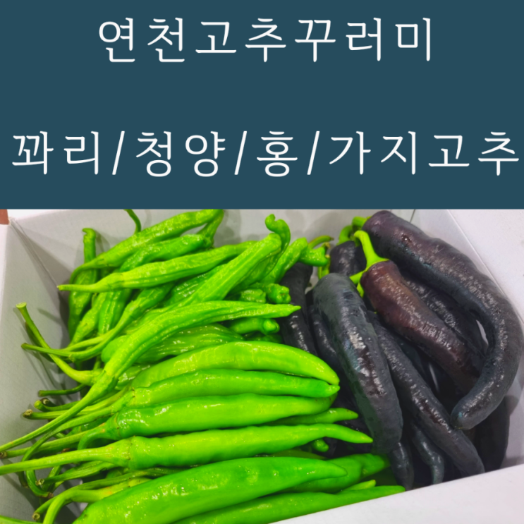  연천고추꾸러미 청양(신홍) 가지(미인보라)  꽈리고추 홍고추