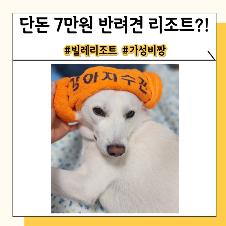 빌레리조트 애견 동반 1박에 겨우 5만원대?? 제주 가성비 숙소 빌레리조트 애견 동반 1박에 겨우 5만원대?? 제주 가성비 숙소