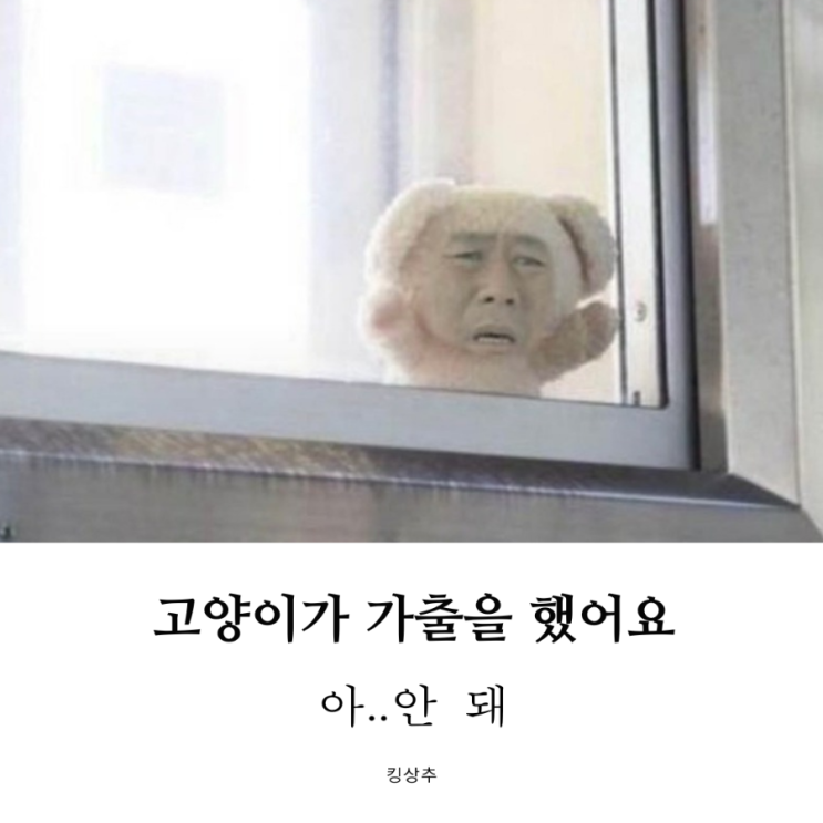  고양이가 집을 나갔어요 고양이 가출 고양이 찾는 법