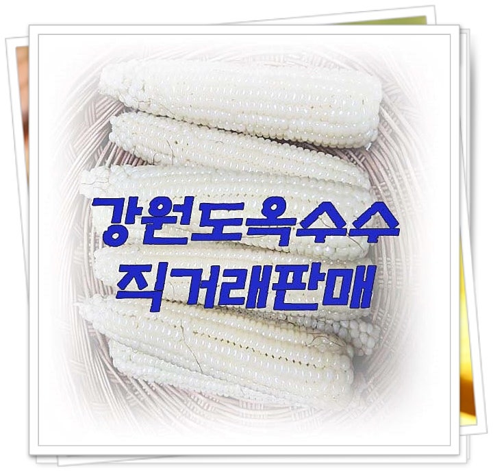 강원도 횡성 찰옥수수 판매, 찰옥수수 직거래가격 30개 28,000원, 미백 찰옥수수판매, 찰옥수수....