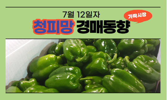  [경매사 일일보고] 7월 12일자 가락시장 청피망 경매동향을 살펴보겠습니다!