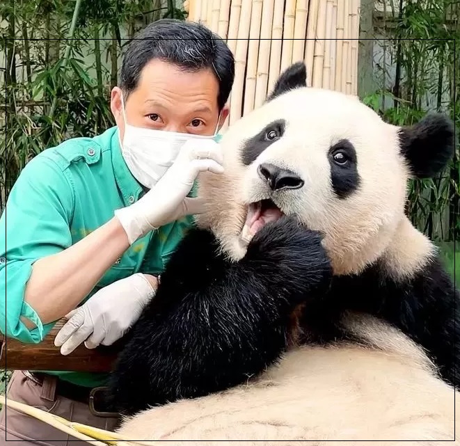 푸바오 반환 협상 8월에, <b>쌍둥이</b> 동생 <b>판다</b>는?
