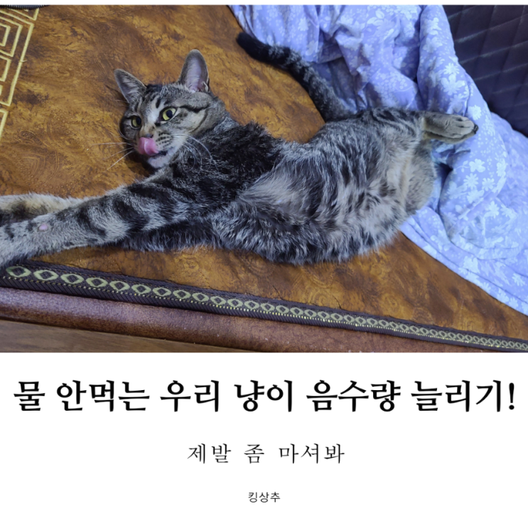  고양이가 물을 안 마셔요 고양이 음수량 늘리기