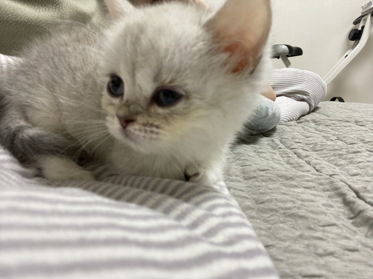  코식이