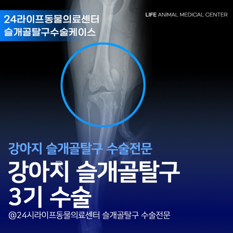 대구슬개골수술병원 : 강아지슬개골수술후기 3기 오른쪽 편측수술 대구슬개골수술병원 : 강아지슬개골수술후기 3기 오른쪽 편측수술