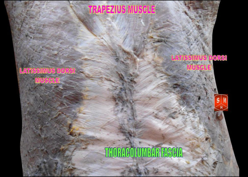 근막이완술 근막이완요법(myofascia release) 소개 : 네이버 블로그