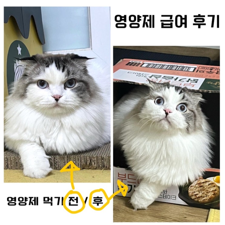  [고양이 영양제] 영양제 급여 3주 후기, 효과 있는 거 같아요 선생님. 내새끼 건강하자