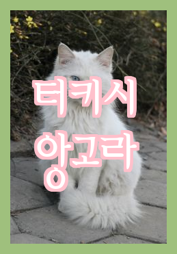  터키시앙고라 고양이에 대한 기본 정보