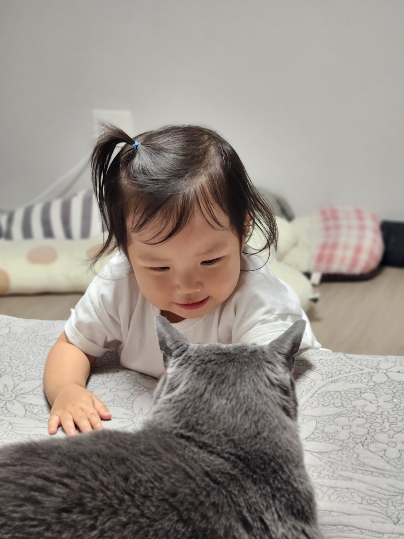 2023년 7월 첫째 주 주간 기록/ 머리에 쥐가 나면 고양이가 답이다 : 네이버 블로그, image size:800x1067