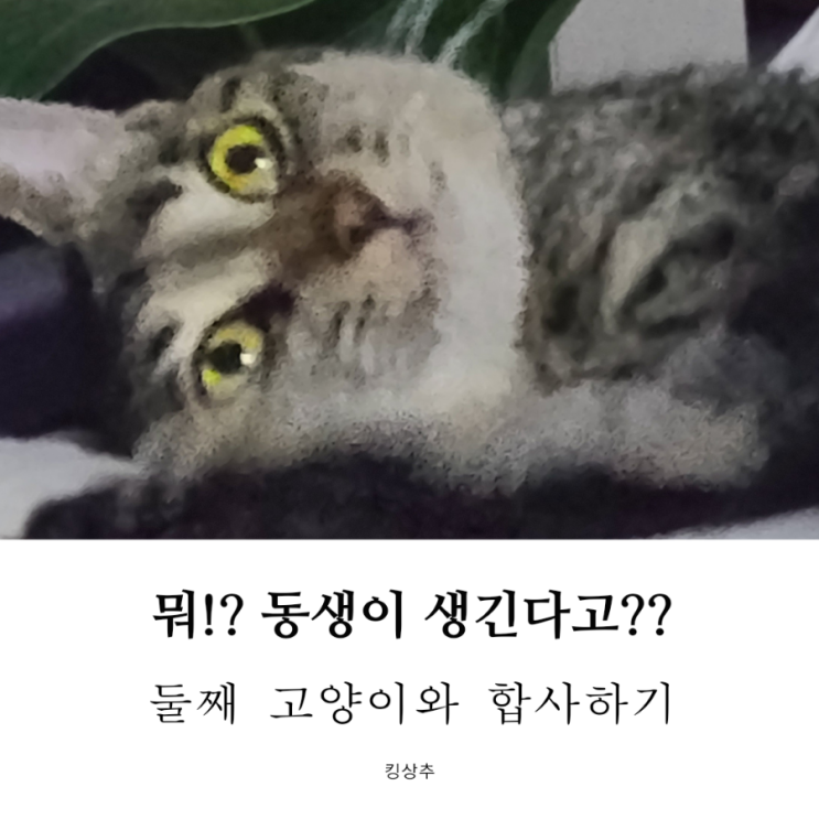  둘째 고양이를 데려오려고 해요 고양이 합사 방법은?