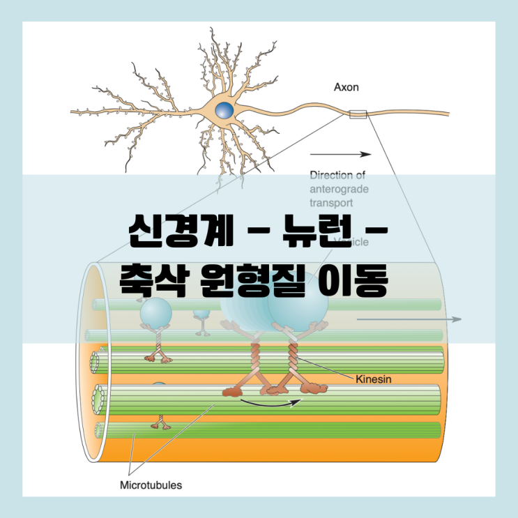  축삭 원형질 이동 및 수상돌기