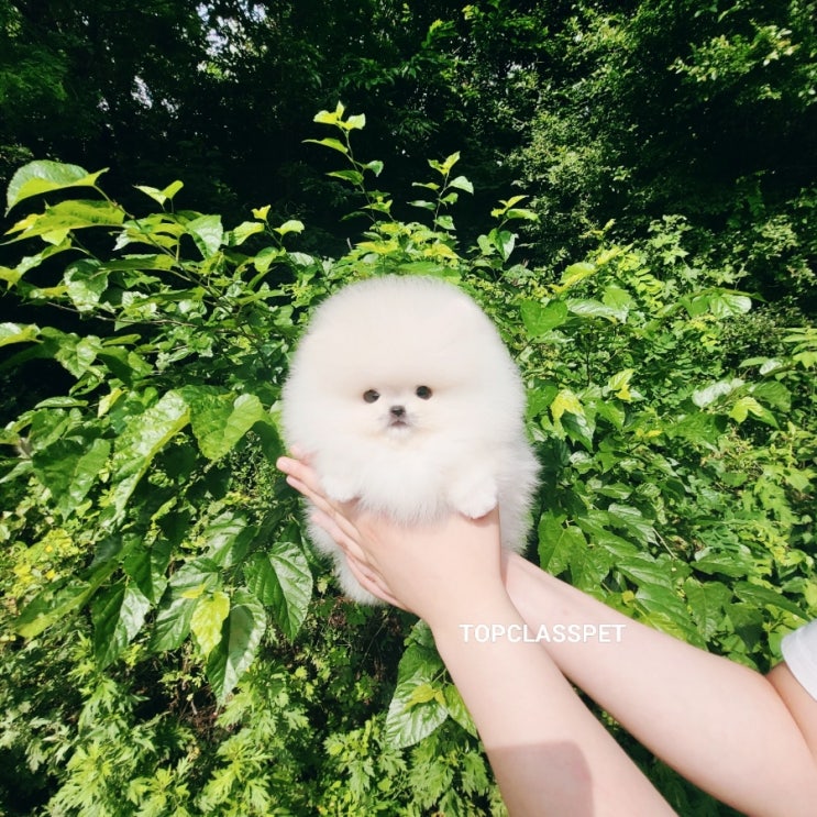  하남 화이트 포메라니안분양 떡잎부터 남다른 아가들