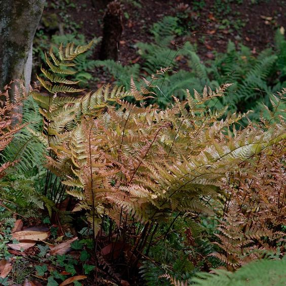  홍지네고사리 (Dryopteris erythrosora) 관리 방법
