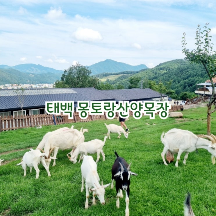  강원도 태백가볼만한곳 몽토랑산양목장