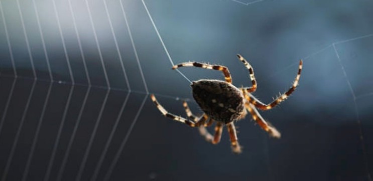거미줄의 종류와 모양의 다양성, 각자의 개성이 표현될 수 있을까요?