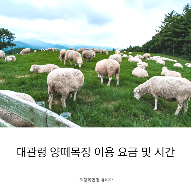  여름 강원도가볼만한곳 대관령 양떼목장 입장료 및 이용 시간