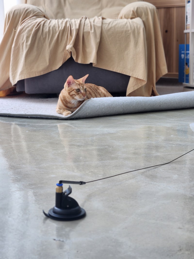 2023년 7월 첫째 주 주간 기록/ 머리에 쥐가 나면 고양이가 답이다 : 네이버 블로그, image size:800x1067