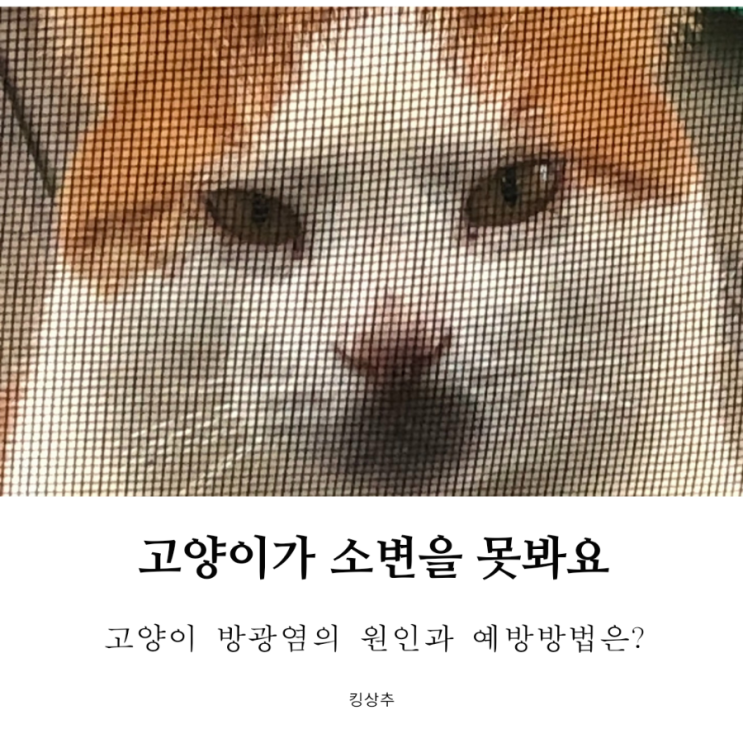  고양이가 소변보는 걸 힘들어해요 고양이 방광염