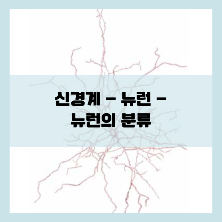  뉴런의 분류, 그리고 신경교의 별세포