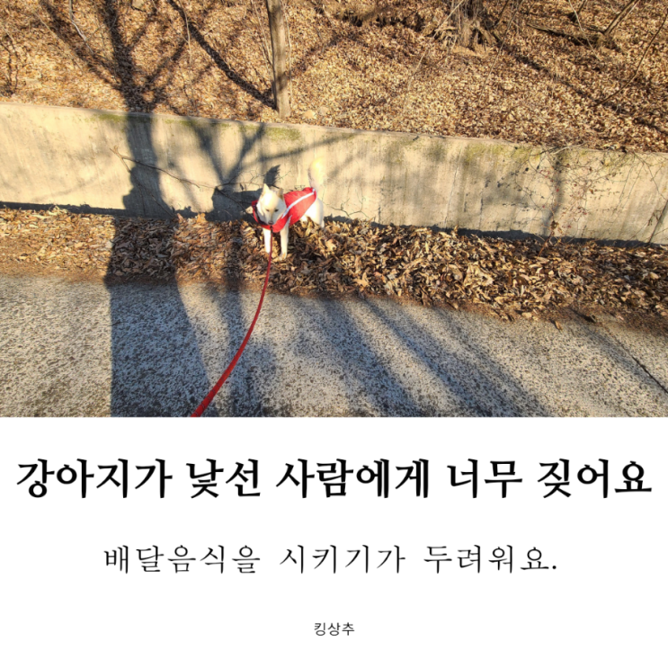  강아지가 낯선 사람에게 너무 짖어요 강아지 초인종 소리, 강아지 낯선 사람