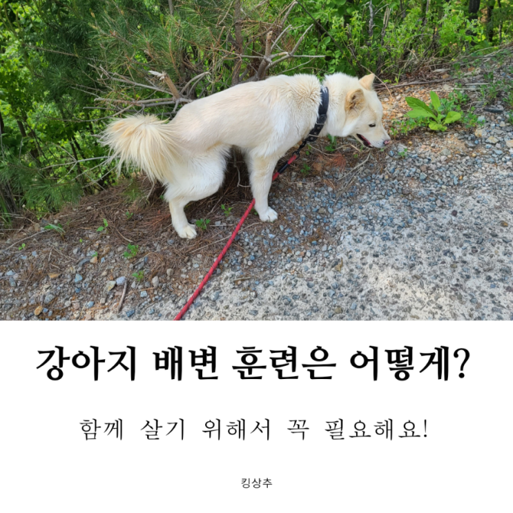  강아지가 배변을 아무 데나 봐요 강아지 배변 훈련 어떻게 하나요? 강아지 배변 훈련