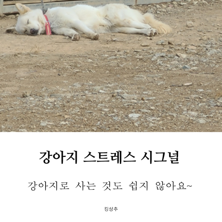  강아지가 이상행동을 해요 강아지 스트레스 시그널