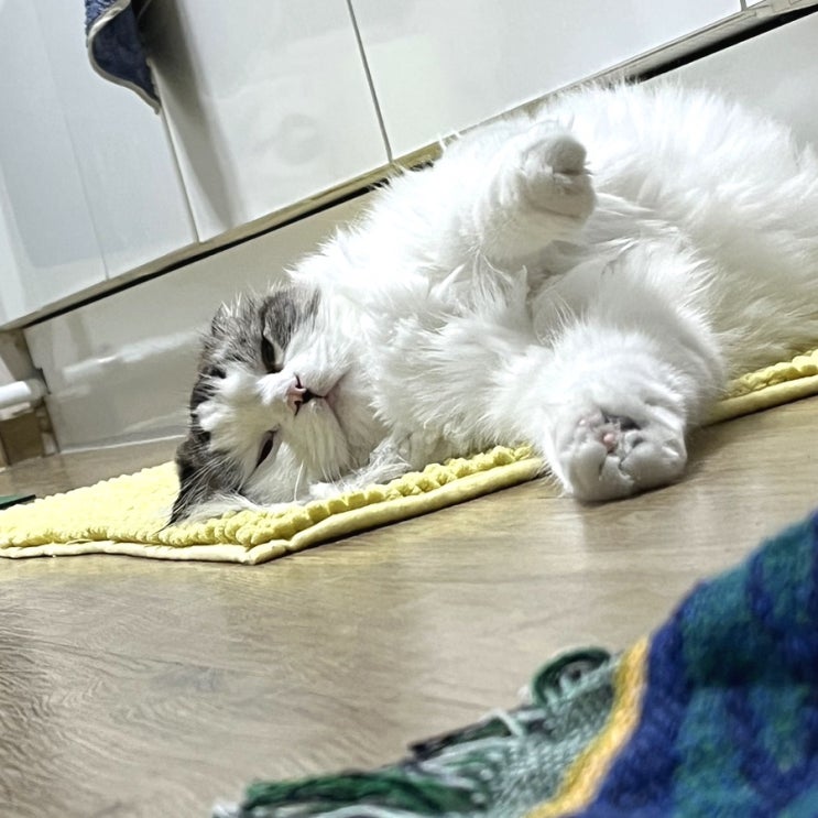  블로그씨 질문; 집에서 즐기는 나만의 홈캉스
