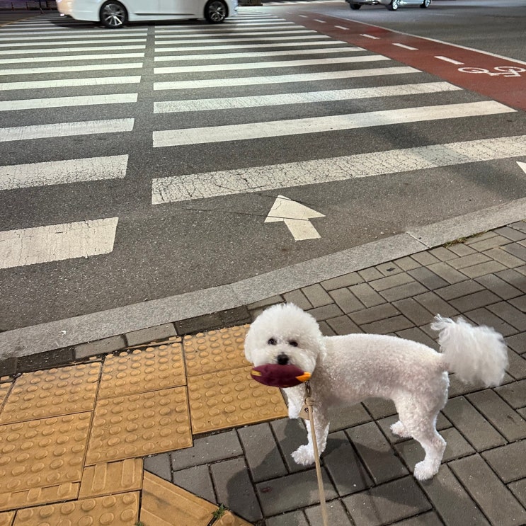  강아지가 짖는이유 및 대처법