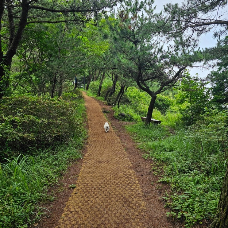  댕댕이와산책 고근산으로