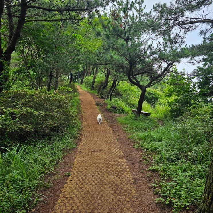 댕댕이와산책 고근산으로