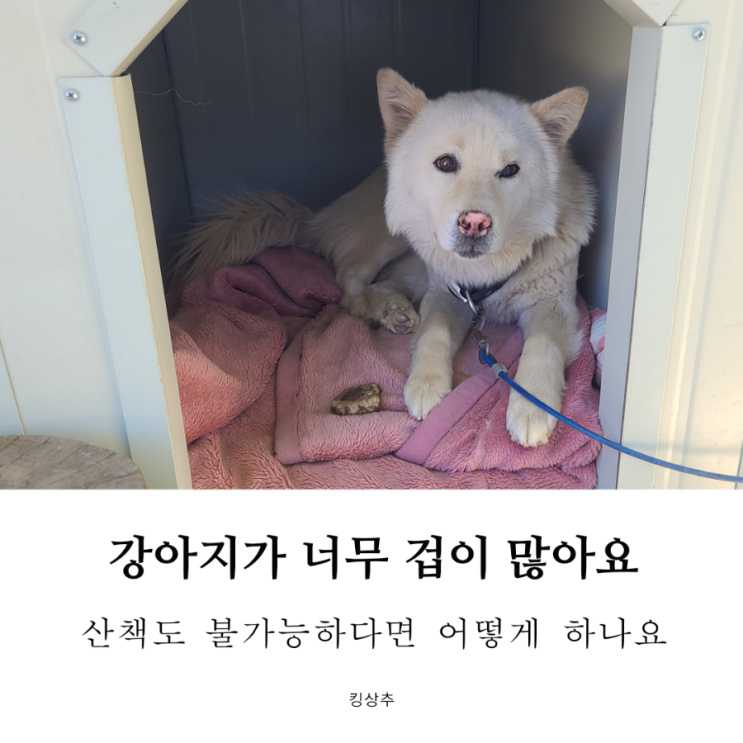  강아지가 너무 겁이 많아요 겁 많은 강아지