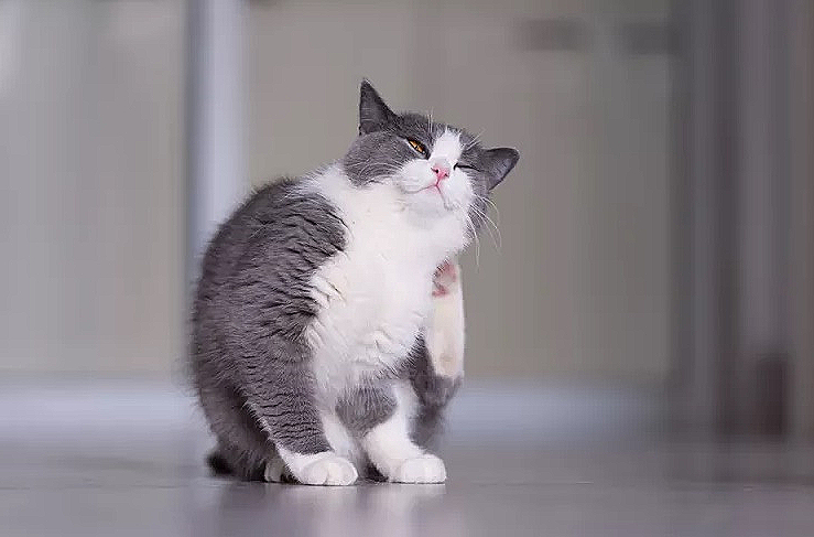  고양이 건성 피부, 고양이의 건조한 피부
