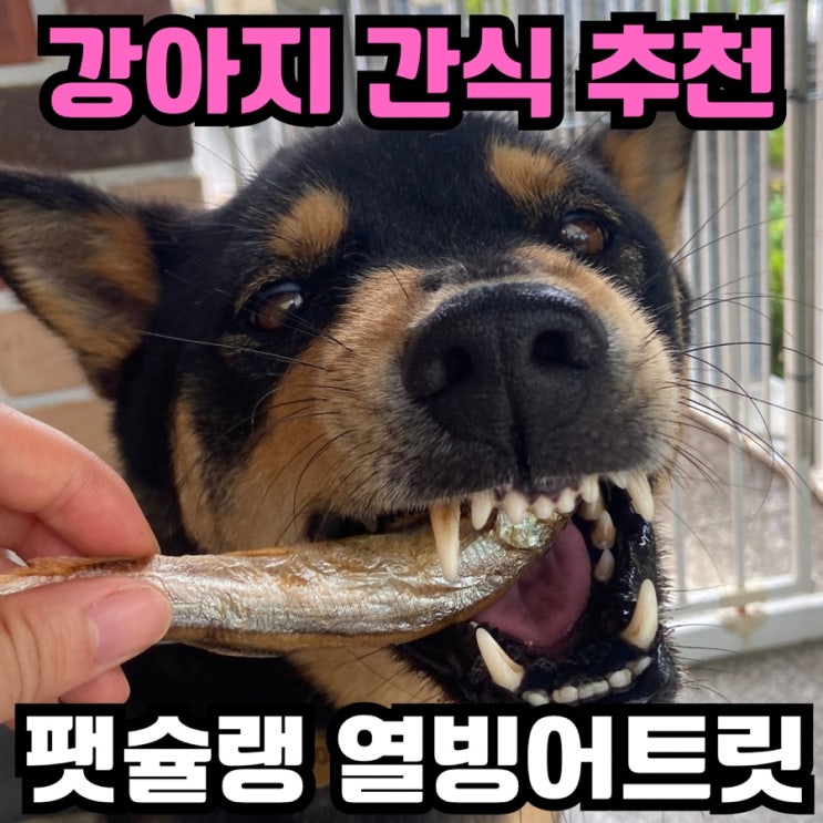강아지 간식 열빙어 트릿 추천