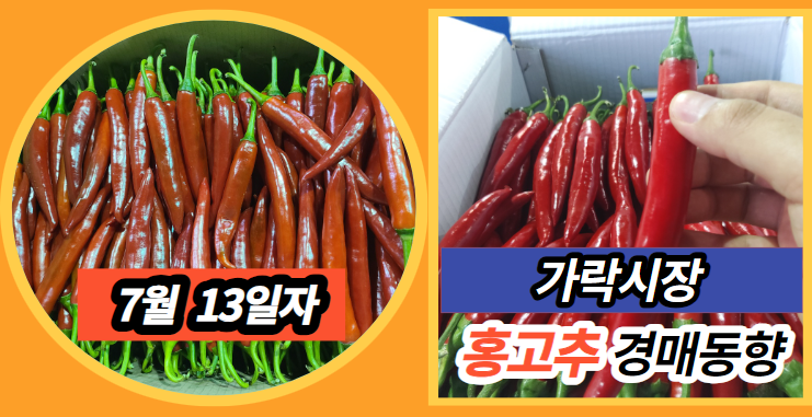  [경매사 일일보고] 7월 13일자 가락시장 홍고추 경매동향을 살펴보겠습니다!