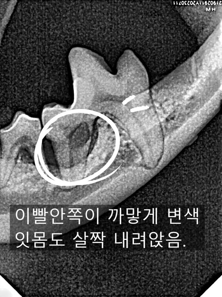  광주에서 강아지 치과병원을 찾으신다면 추천하는 금호동물병원 스케일링 발치 시술 과정 비용 상세 후기
