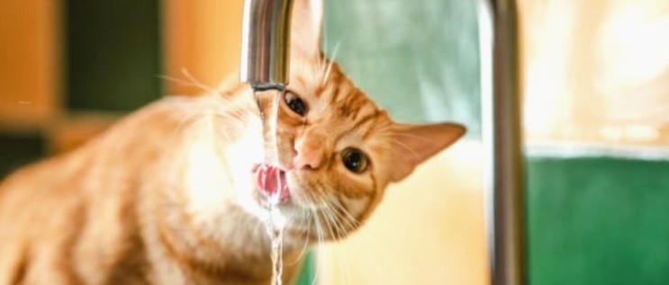 고양이 음수량 계산 및 하루 적절한 음수량은?
