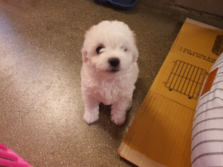  남양주 라이더카페 레드83에 나타난 강아지