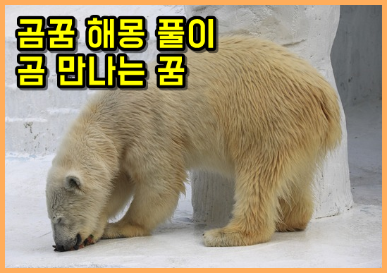 곰 꿈 곰꿈해몽 곰한테 쫓기는 꿈 곰을 만나는 꿈