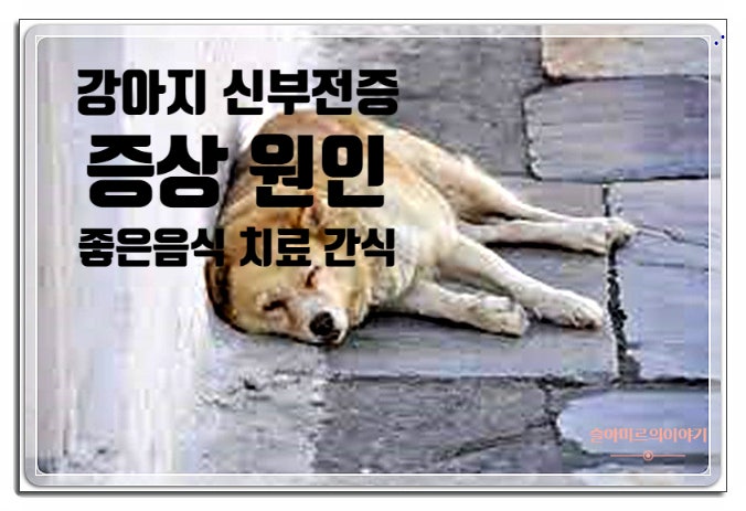 강아지신장 신부전증 증상 원인 좋은음식