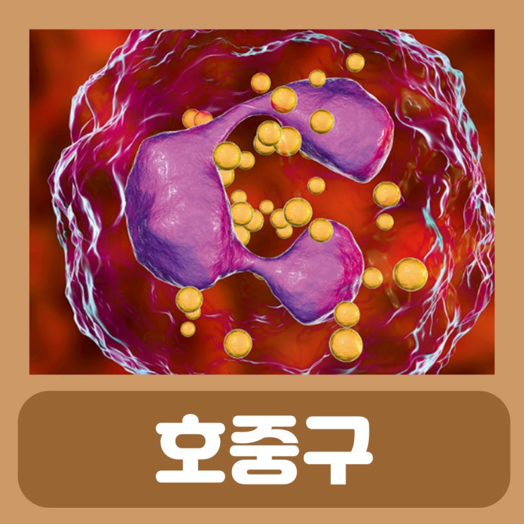  ANC 의학용어 호중구 수치 증가 ANC 수치 정상수치
