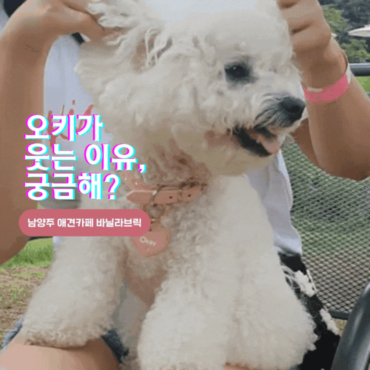  [남양주 애견카페_바닐라브릭] "넓다는 말로도 부족한 00000"