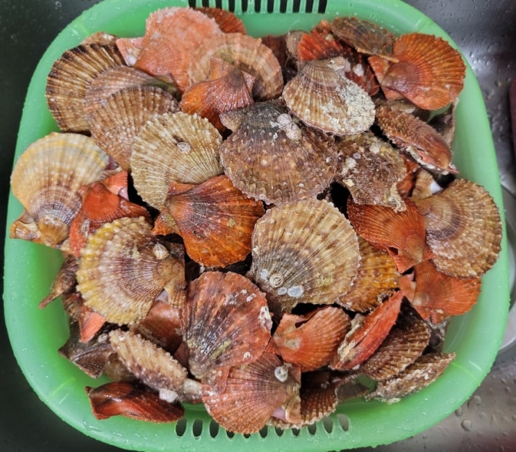  여름 가리비 1kg 2800원 가리비 손질 및 찌는 시간