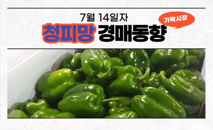  [경매사 일일보고] 7월 14일자 가락시장 청피망 경매동향을 살펴보겠습니다!